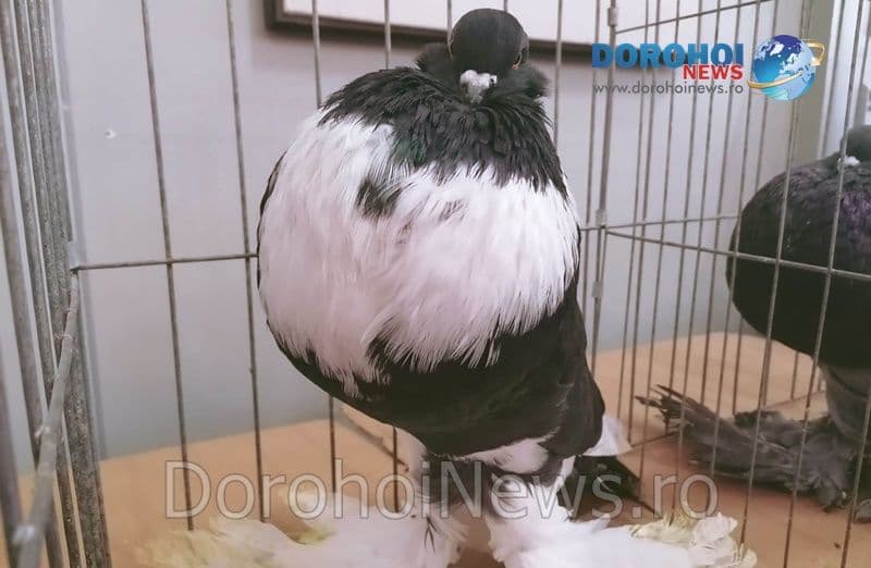Porumbei_03