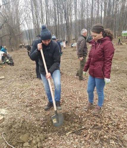 plantare 12