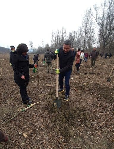 plantare 13