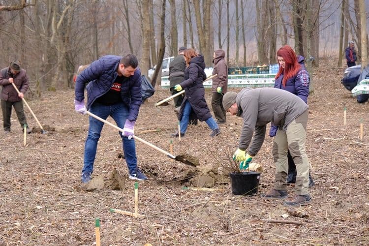 plantare 14