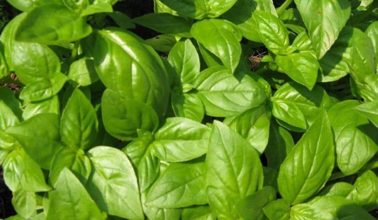 Planta minune care scade colesterolul