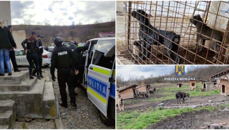 Percheziții efectuate de polițiștii biroului pentru protecția animalelor. Acuzații de mutilare a patrupedelor