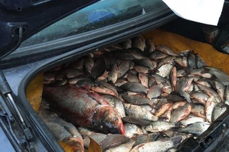 90 de kilograme de pește deținute ilegal indentificate de polițiști