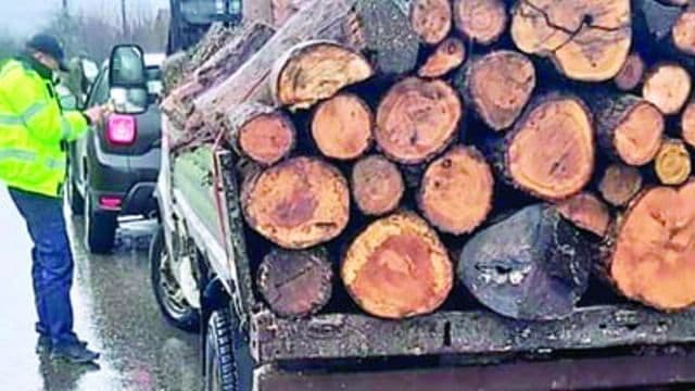 Peste 6 metri cubi de material lemnos confiscat