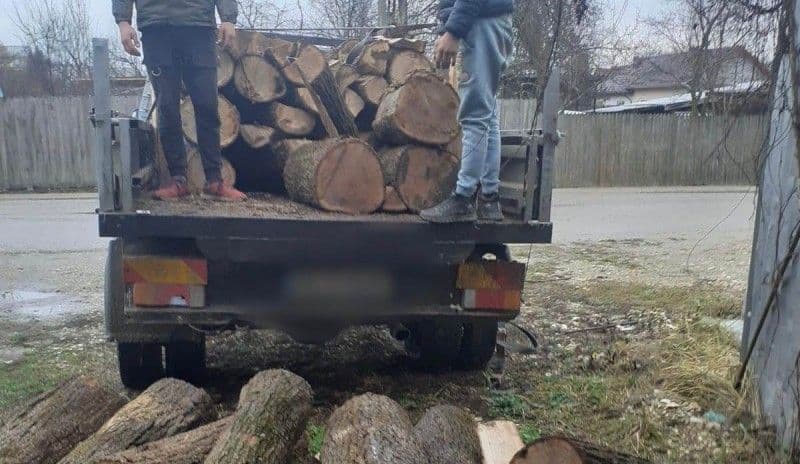 S-a ales cu amendă și a rămas și fără lemne