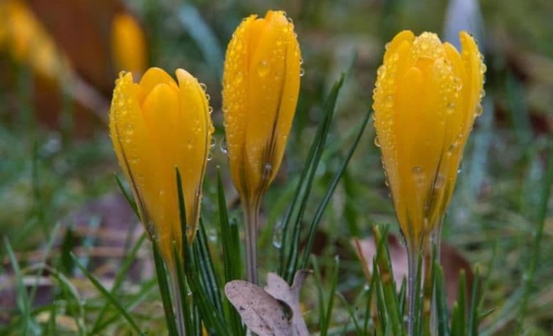Temperaturi de primăvară în România. Valori cu peste 10 grade mai ridicate