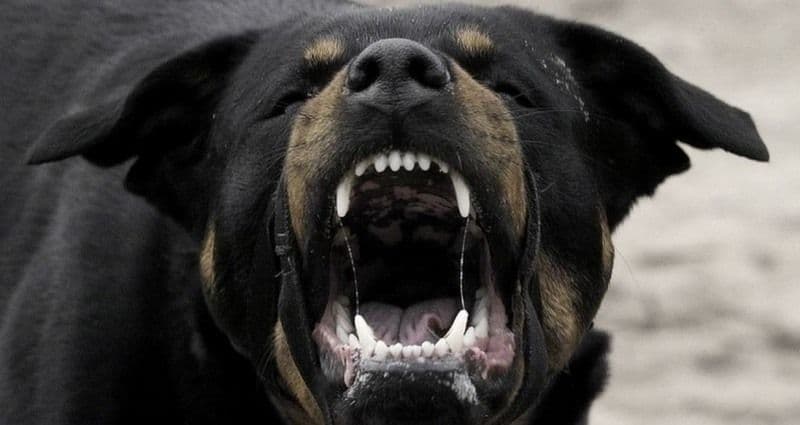 O femeie nu a putut intra în curtea locuinței din cauza unui câine agresiv. Stăpânul a fost amendat de jandarmi