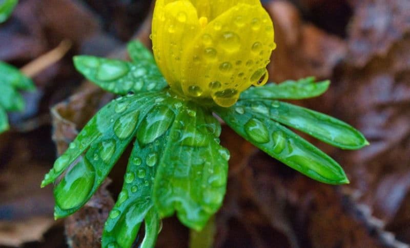 Vine primăvara în România! Prognoza meteo 13 martie - 10 aprilie