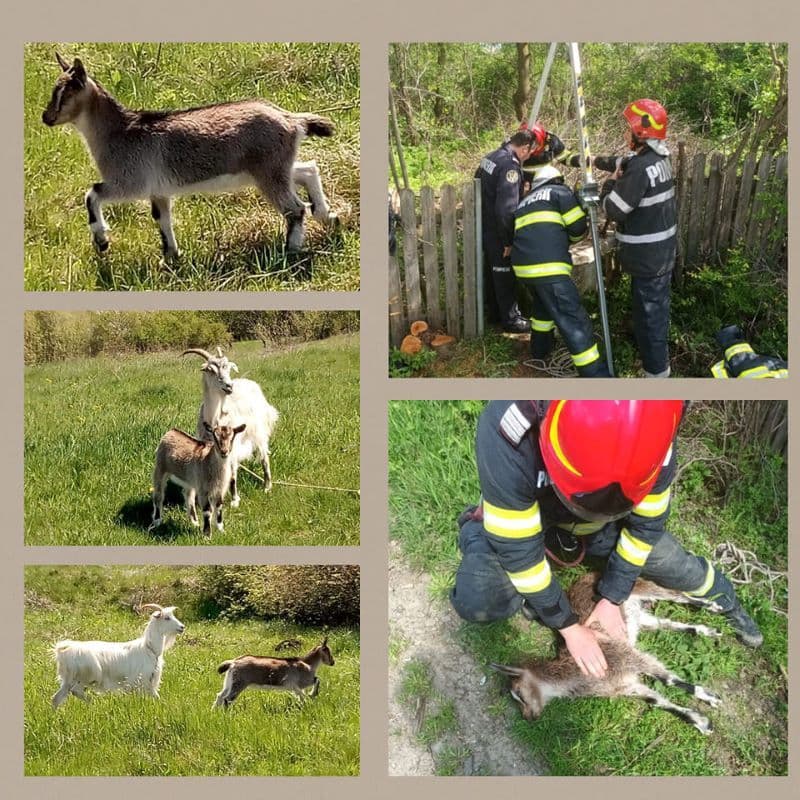 Capră căzută într-o fântână din Saucenița, salvată de pompierii dorohoieni