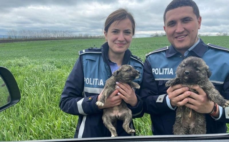 Sancțiuni de 20.000 de lei aplicate de Biroul pentru Protecția Animalelor
