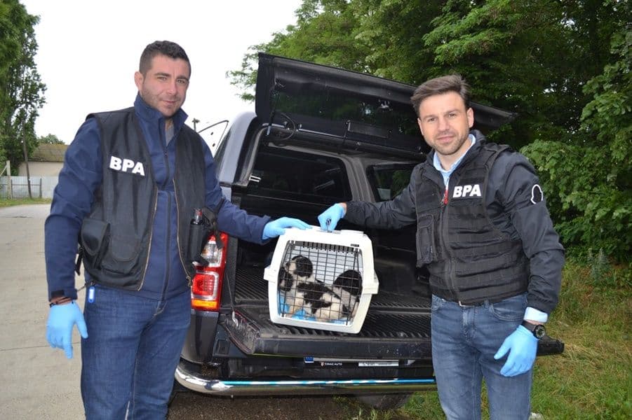 Trei cățeluși care au fost aruncați la ghenă, salvați de polițiști - FOTO