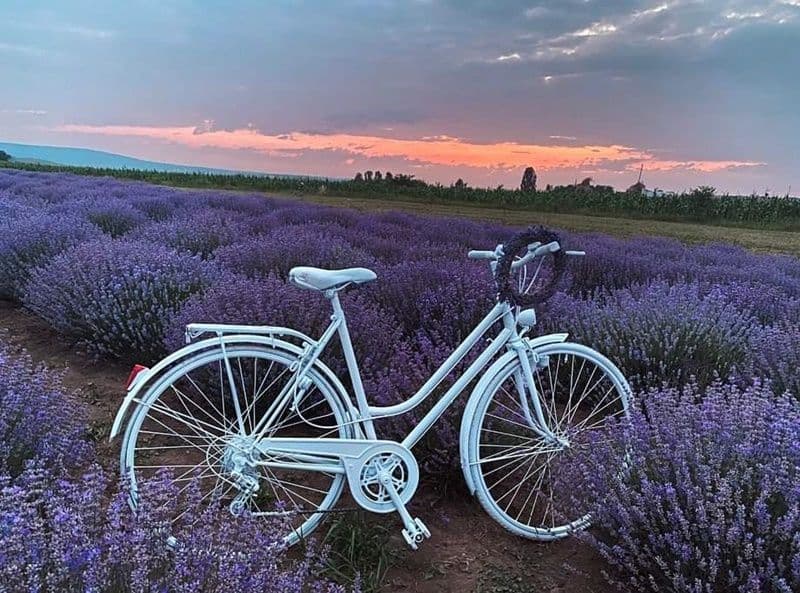 Mireasmă și culoare în lanul de lavandă de la Saucenița - FOTO