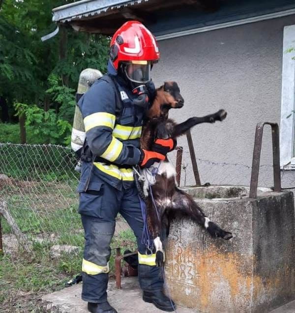 Ied salvat de pompieri dintr-o fântână adâncă de peste 12 metri