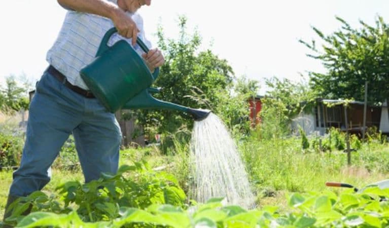 Reguli de aur pentru o grădină frumoasă. La ce oră trebuie să udăm plantele 