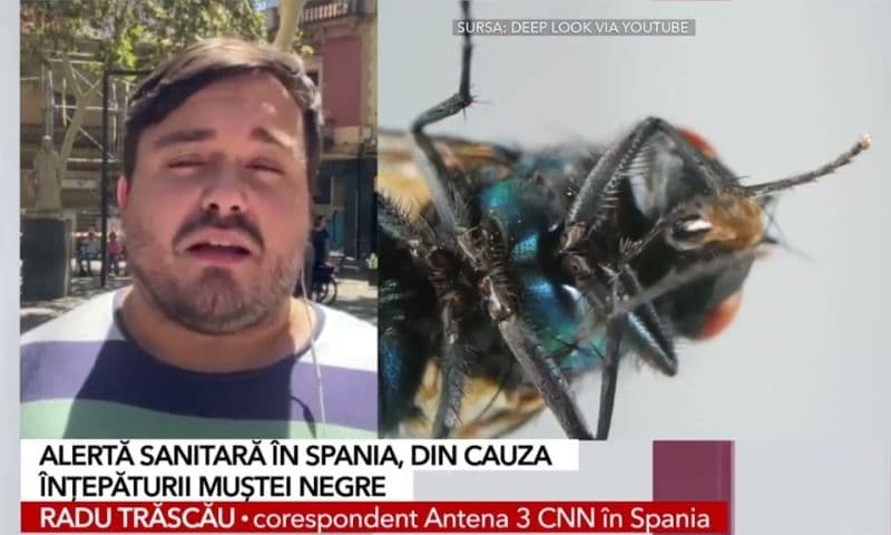 Alertă sanitară în Spania. Tot mai mulți oameni ajung la spital din cauza rănilor provocate de înțepătura de muscă neagră