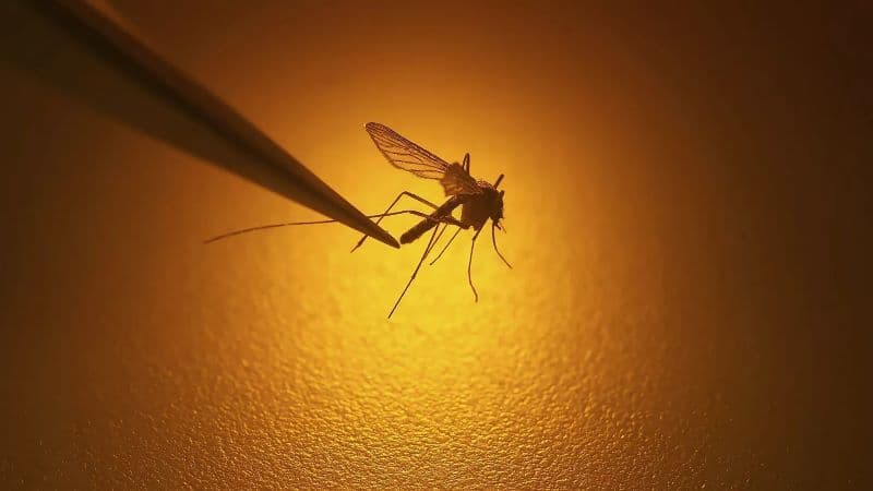 Crește numărul de oameni infectați cu virusul West Nile. Din cele șapte cazuri confirmate, trei oameni au murit