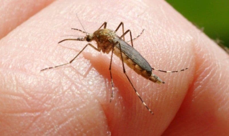 Alertă la Iaşi! Două persoane au ajuns la spital cu simptome de meningoencefalită cauzată de virusul West Nile