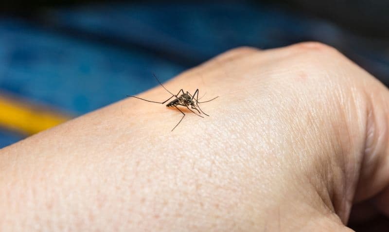 Cum ne protejăm de West-Nile sau meningită