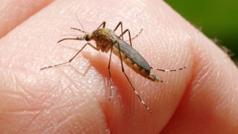 Crește numărul de infecții cu virusul West Nile. Două cazuri confirmate la Botoșani