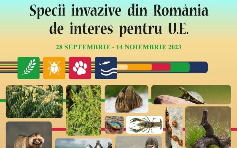 Muzeul de Științele Naturii Dorohoi gazda expoziției „Specii invazive din România de interes pentru Uniunea Europeană”