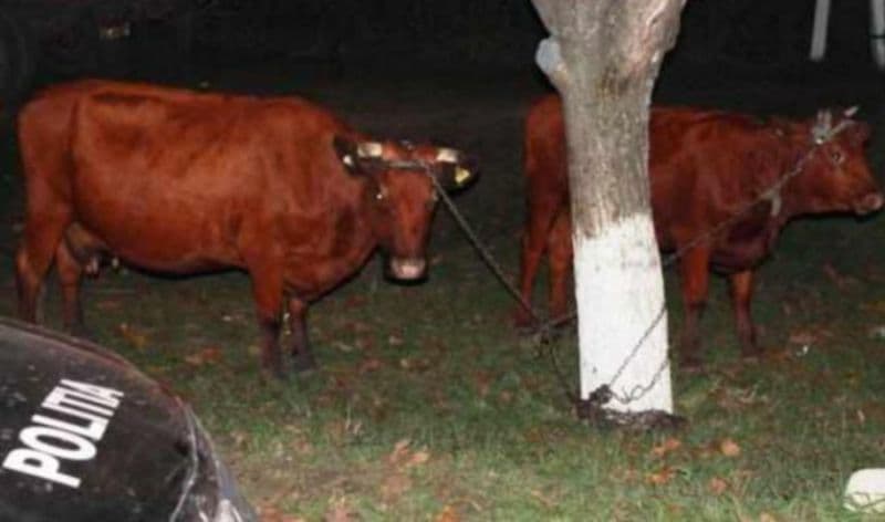 Hoți de animale, reținuți de poliție după ce au furat două vaci de pe câmp