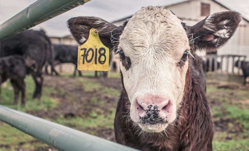 Fermierii nu vor mai primi subvenții pentru animalele cu crotalii mai vechi de 7 ani. Anunțul ministrului Agriculturii 