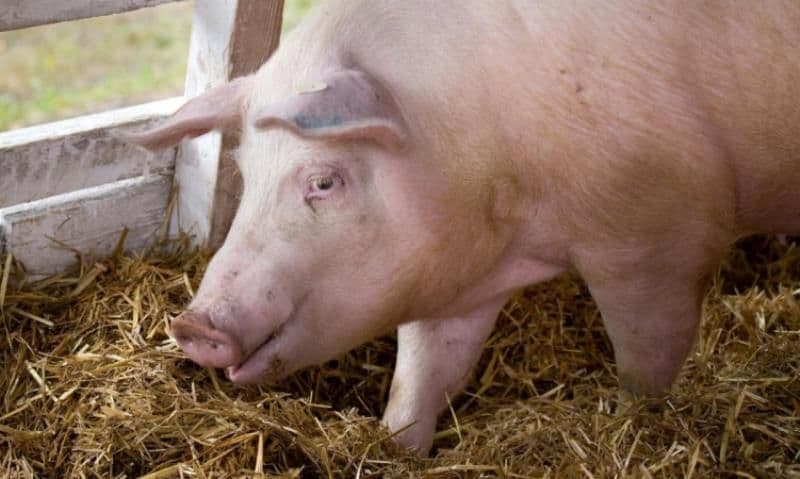Noi reguli pentru creșterea porcilor în gospodărie. Apare „încălțămintea de coteț”