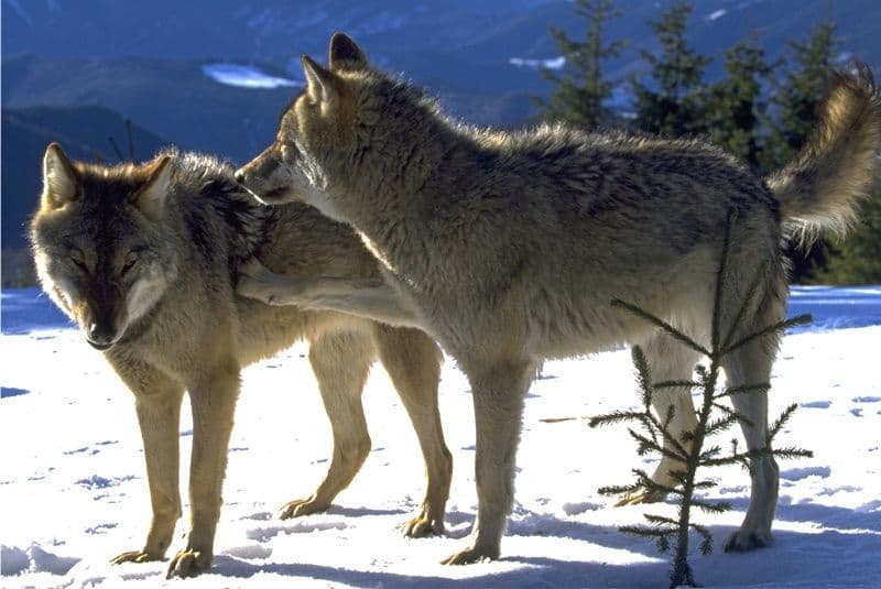 Câți lupi sunt în Carpații Meridionali? Rezultatele studiului genetic realizat de Fundația Conservation Carpathia