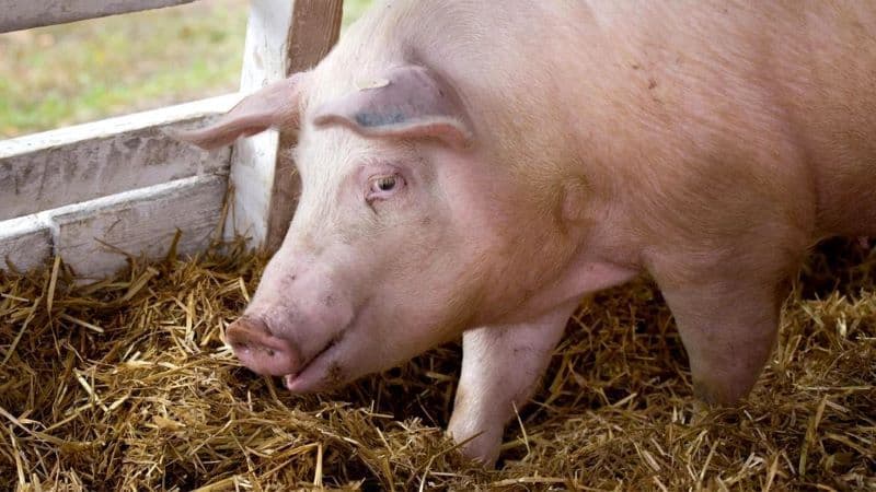 ANSVSA: Sacrificarea și comercializarea porcilor din gospodării nu va fi interzisă