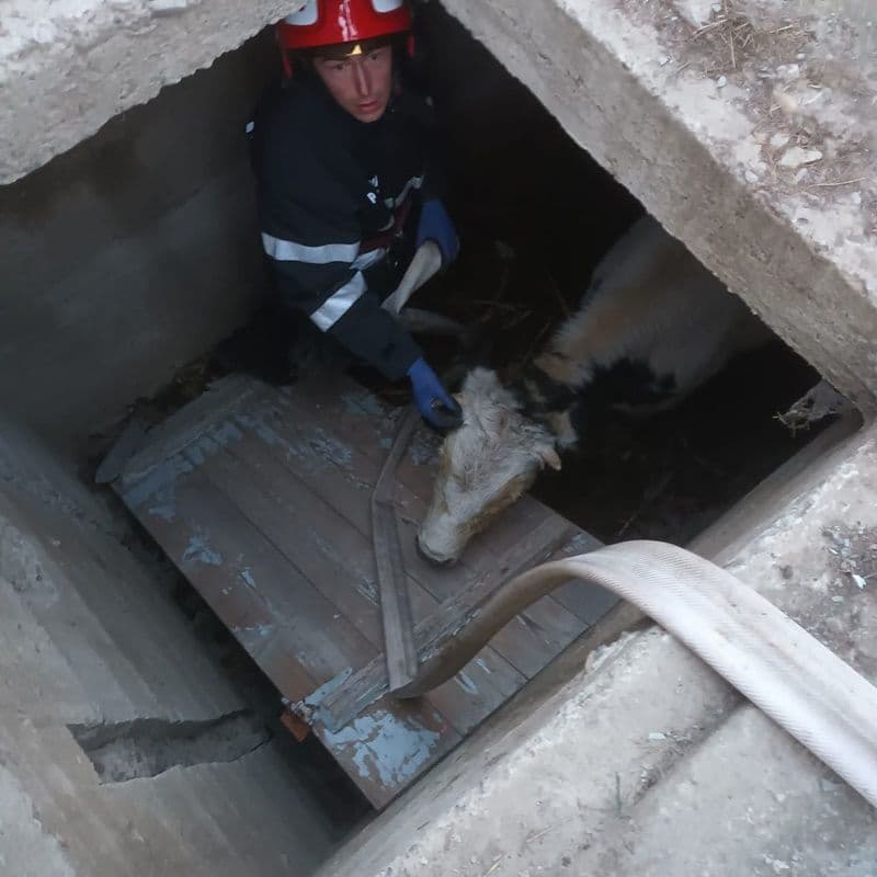 Misiune dificilă a pompierilor dorohoieni la Corlăteni. Aceștia au salvat o bovină care căzuse într-un beci – FOTO