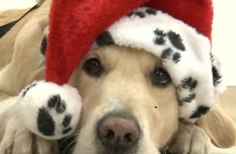 Metode prin care putem proteja animalele de companie în perioada sărbătorilor