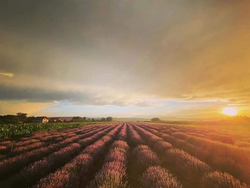 Camp cu lavanda_03