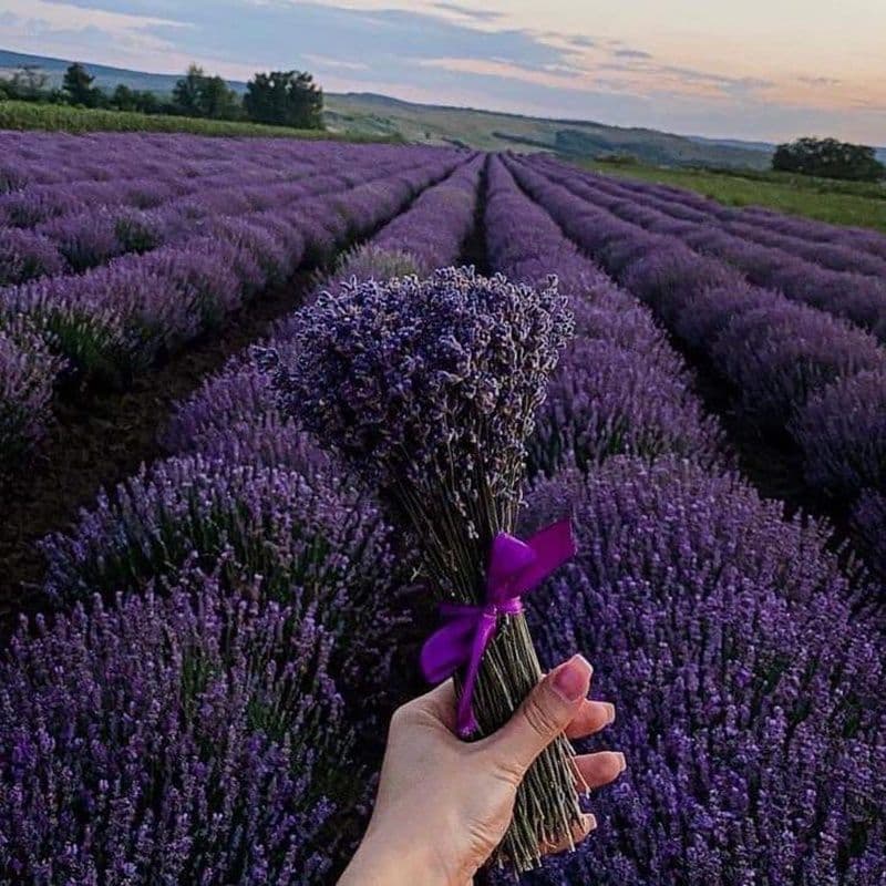 Camp cu lavanda_04