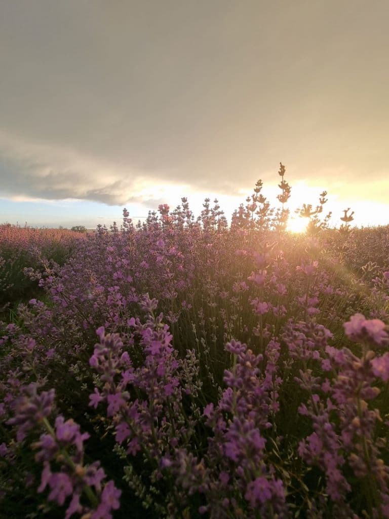 Camp cu lavanda_05