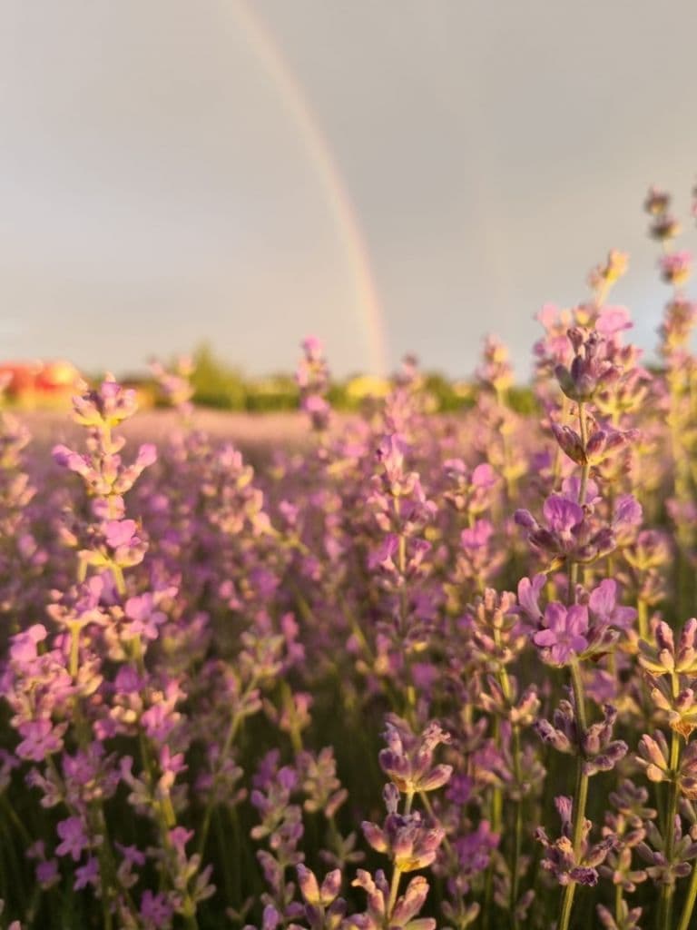 Camp cu lavanda_06