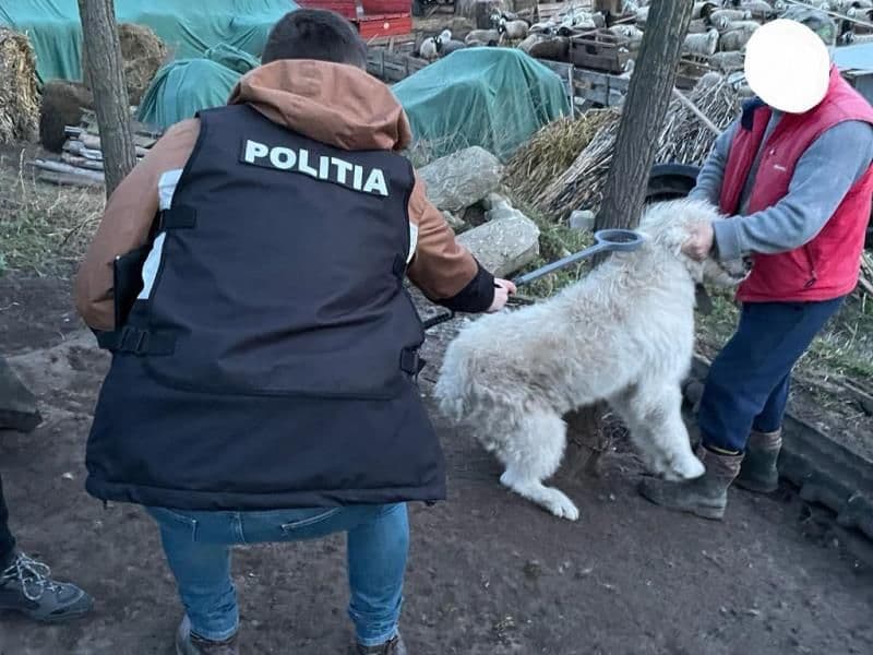 Perchezitii_10