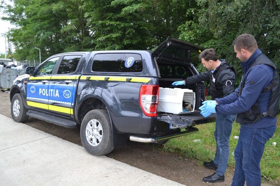 Catelusi salvati de politisti_004