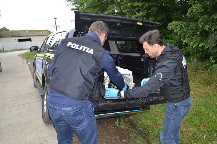 Catelusi salvati de politisti_005
