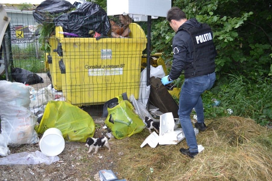 Catelusi salvati de politisti_006