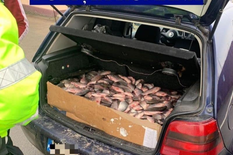 Sute de kilograme de pește, improprii pentru consum, confiscate de polițiști