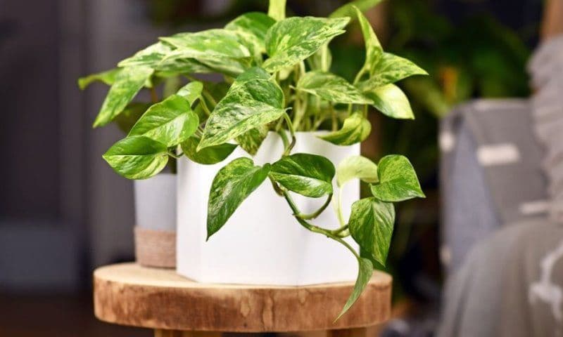 Planta care curăță aerul poluat din casă