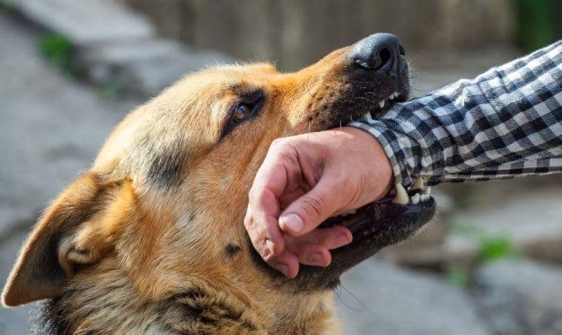 Cum trebuie să procedezi atunci când te mușcă un animal