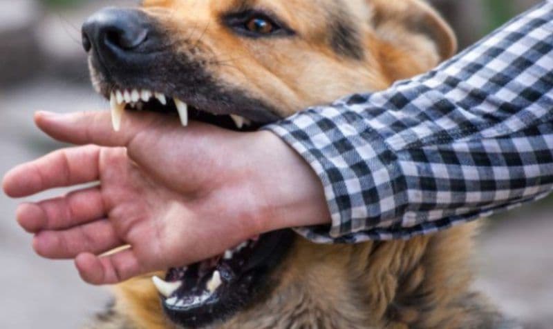 Bărbat atacat de un câine pe o stradă din Botoșani. Proprietarul câinelui agresiv a mai fost atenționat de jandarmi