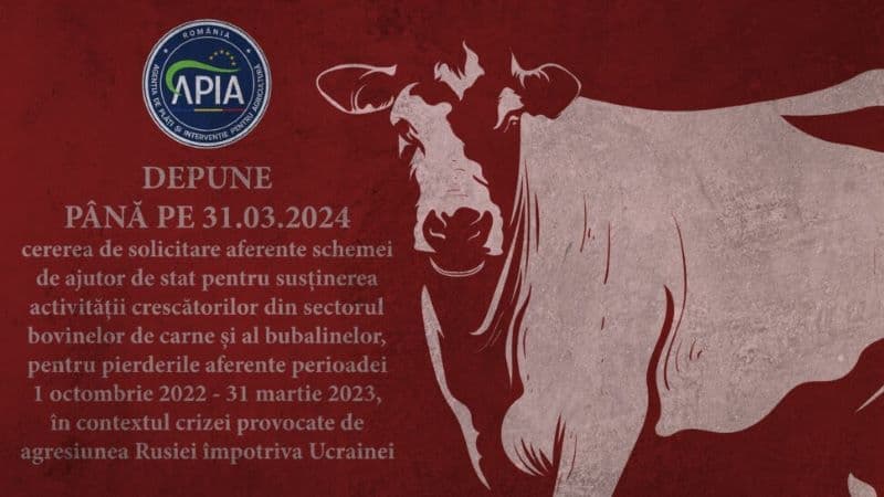 APIA: Se depun cereri de solicitare de ajutor de stat pentru susținerea activității crescătorilor din sectorul bovinelor de carne și al bubalinelor
