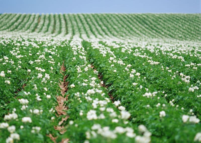 Ministerul Agriculturii a anunțat o nouă schemă de ajutor, în valoare de 200 de euro pe hectar, pentru producția de cartofi