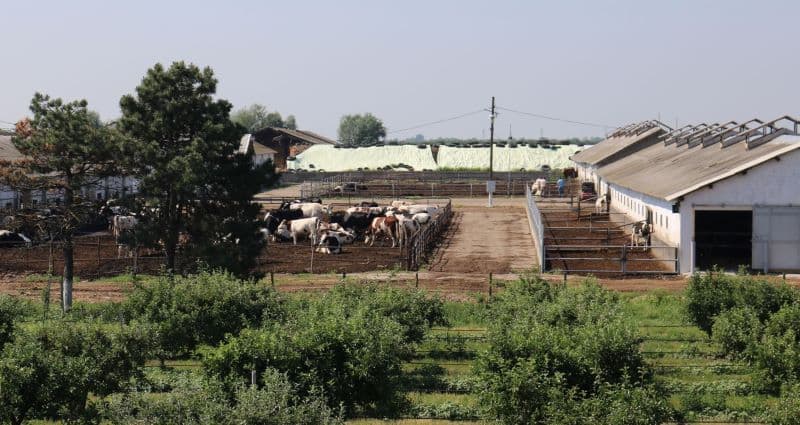 Guvernul a adoptat un nou ajutor de stat pentru crescătorii de animale. Vezi ce sume vor fi alocate!