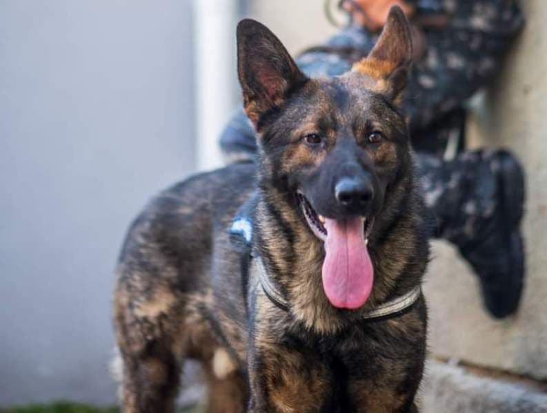 Eroul zilei, Mara - câinele polițist