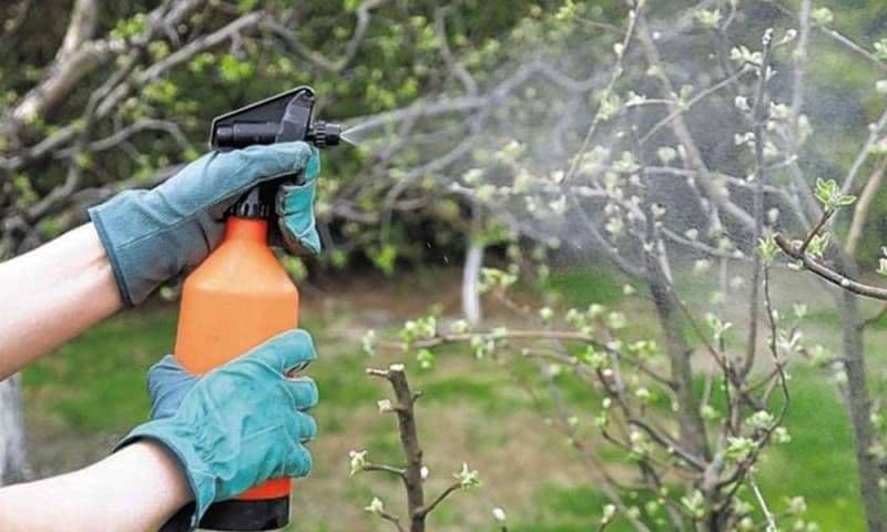 Cele mai bune soluții naturale cu care să stropești pomii primăvara pentru a avea o recoltă bogată tot anul