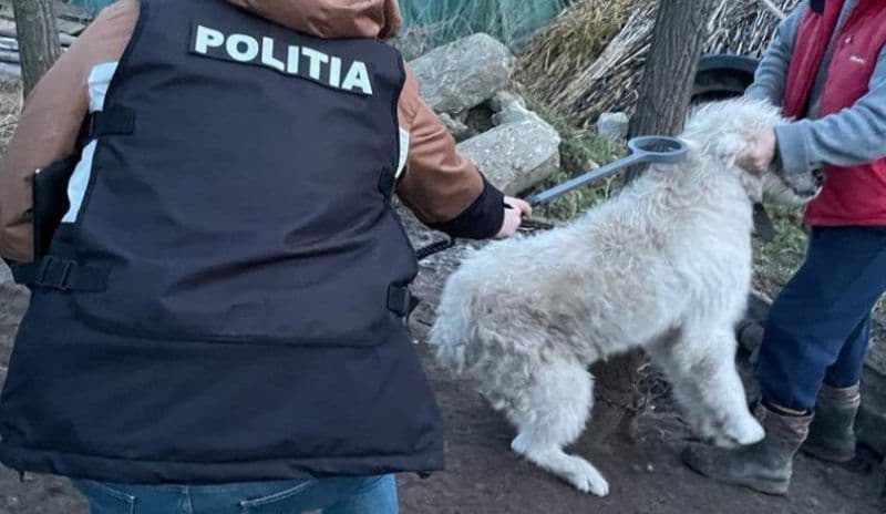 Acțiune a polițiștilor privind protecția animalelor și deținerea câinilor periculoși sau agresivi