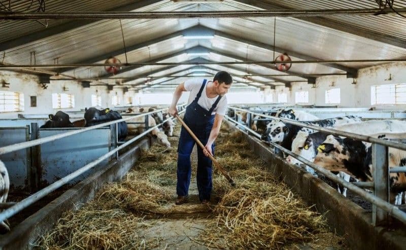 Veste bună pentru crescătorii de animale din România! Se majorează subvenția APIA pentru vacile de lapte